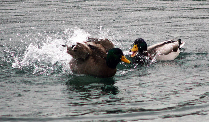 Duo de canards
