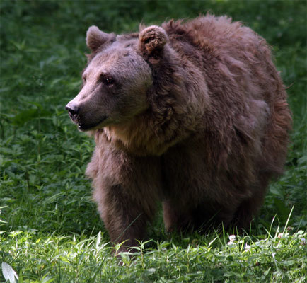 Ours