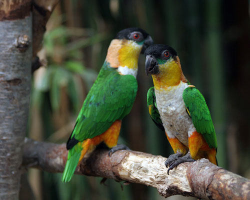 Caïque maipouri (Pionites melonocephala)
