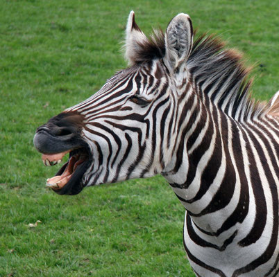 Zèbre de plaine (Equus burchelli)
