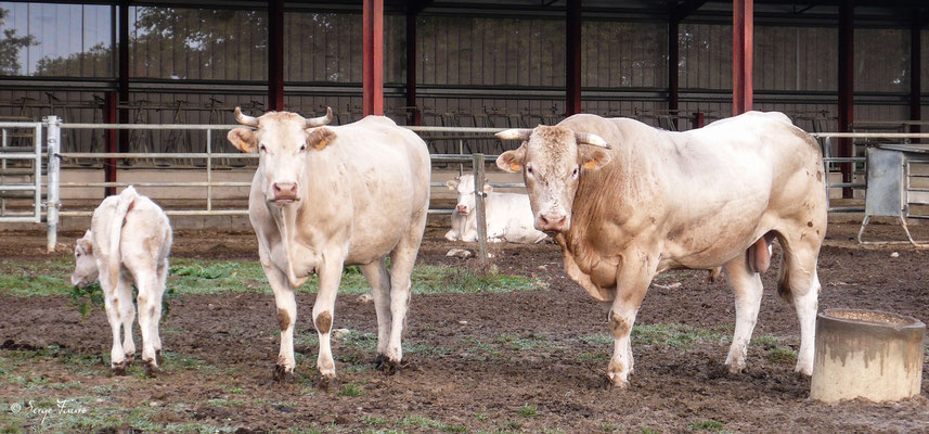Vache Blondes d'Aquitaine (Pyrénées - France) - Sur le chemin de Compostelle