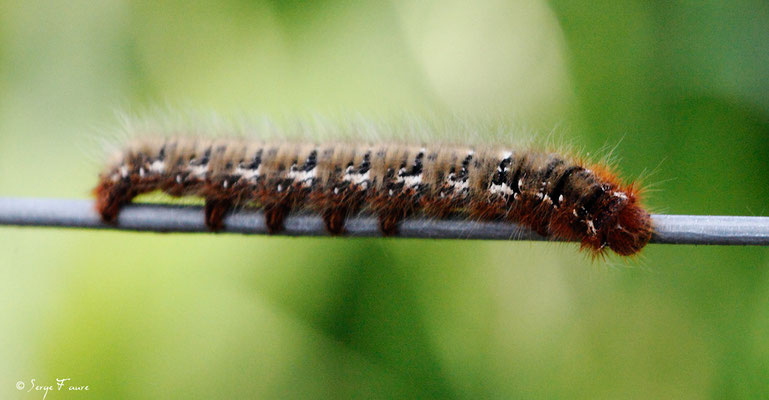 Chenille de papillon (Parc ornithologique du Marquenterre) Baie de Somme - Picardie - France