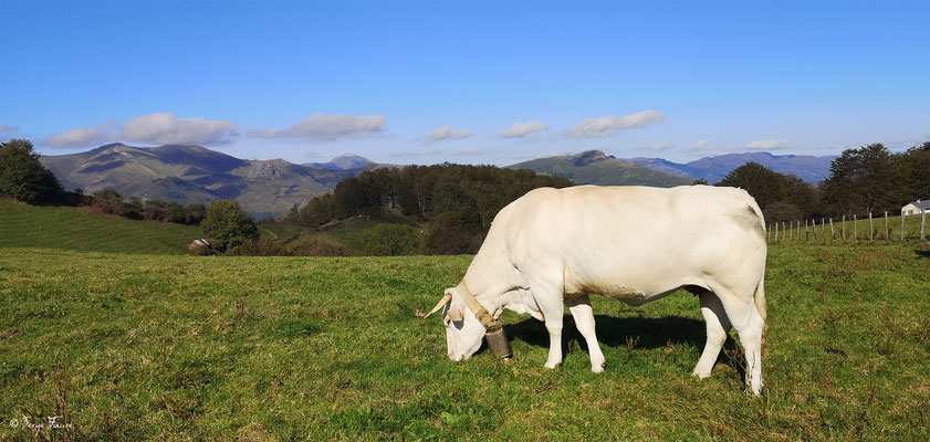 Vache Gasconne (Pyrénées - France) - En montant à Roncesvalles - Sur le chemin de Compostelle