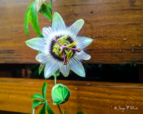 Passiflora - Photo façon tableau peinture Serge Faure