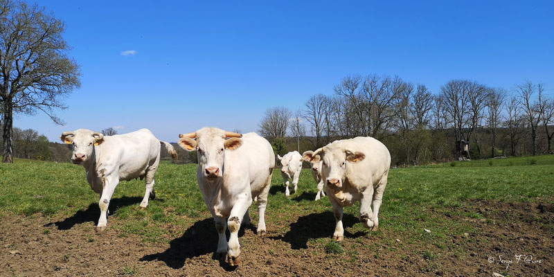Vaches et veaux Charolais à Singlet dans les Combrailles - Auvergne - France