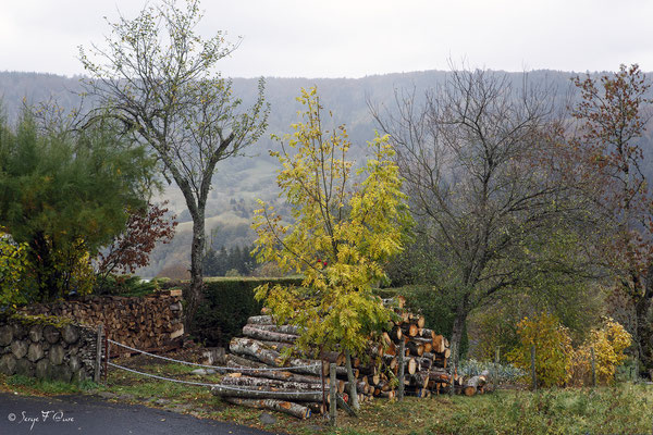 Paysage d'automne à Murat le Quaire - Massif du Sancy - Auvergne - France