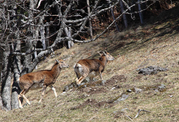 Jeunes mouflons au pied du Puy de Sancy - Le Mont Dore - Auvergne - France (Avril 2013)