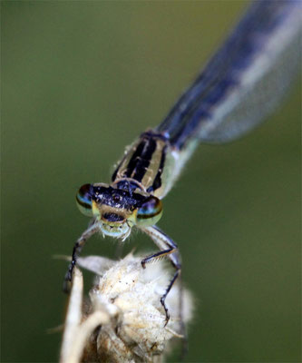 Libellule