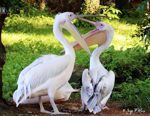 Pélicans (Pelecanus)
