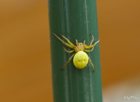 Misumena vatia, la Thomise variable, est une espèce d'araignées aranéomorphes de la famille des Thomisidae1.  Elle est aussi appelée araignée-crabe en français