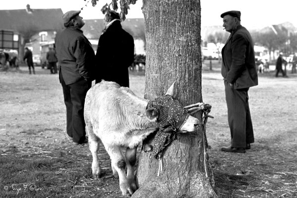 Foire de Giat (les bestiaux) - Auvergne - France (1978)
