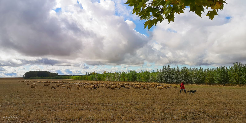 Roberto et ses moutons - Meseta - Espagne - Sur le chemin de Compostelle