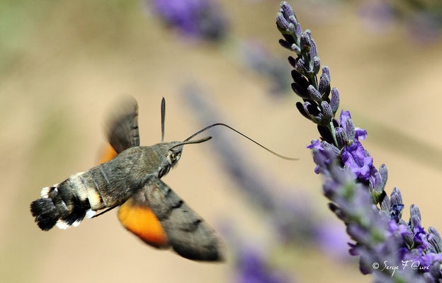 Moro-sphinx ou Sphinx colibri ou Sphinx du caille-lait - Macroglossum stellatarum (lépidoptère)