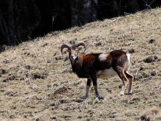 Mouflon mâle au pied du Puy de Sancy - Le Mont Dore - Auvergne - France (Avril 2013)