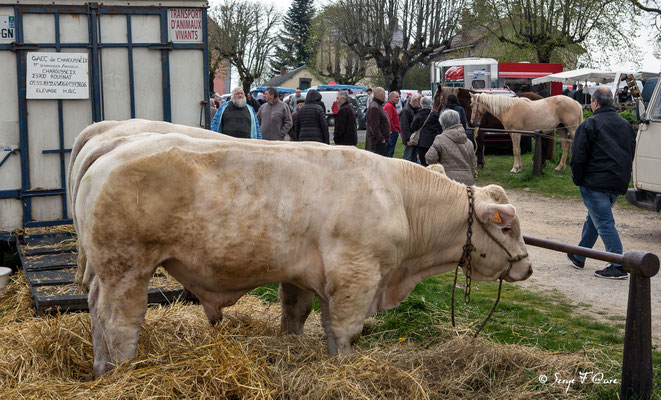 Foire de Giat (les bestiaux) - Auvergne - France (2017)