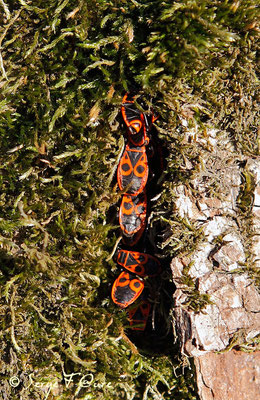 Gendarmes - Pyrrhocore « punaise rouge » - (Pyrrhocoris apterus)