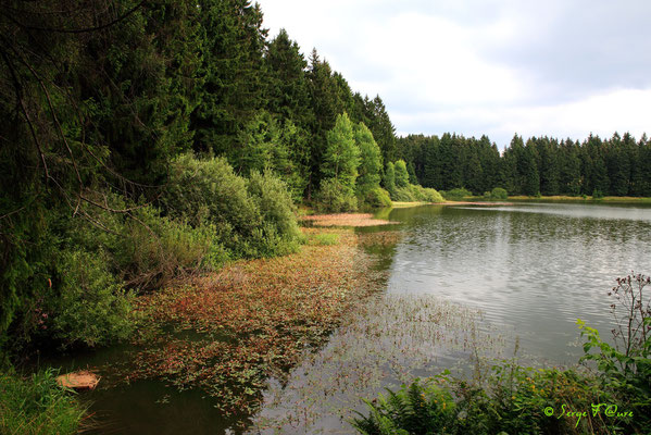 Le Harz (Allemagne) Août 2010