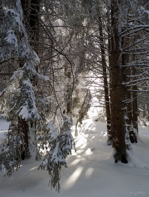 A travers la forêt enneigée - Murat le Quaire - Massif du Sancy - Auvergne - France 