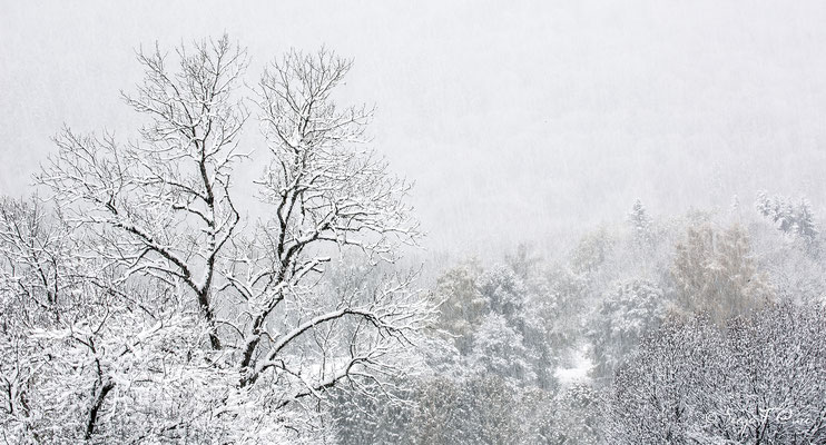 Paysage de neige - Murat le Quaire - Massif du Sancy  - Auvergne - France