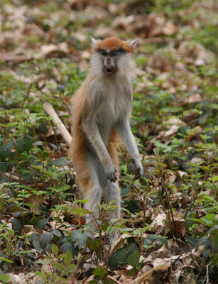 Singe