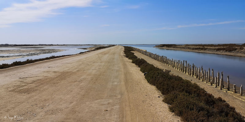 Chemin entre mer et mer - Réserve Naturelle Nationale de Camargue - Les Saintes Maries de la Mer - Camargue - Bouches du Rhône - France