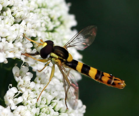 Le Syrphe porte-plume mâle (Sphaerophoria scripta)
