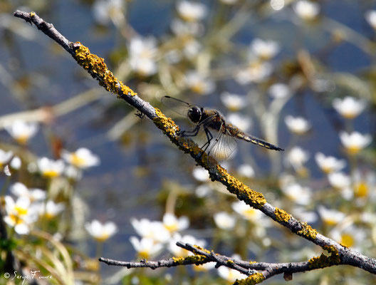 Libellule à quatre taches (Libellula quadrimaculata) mâle - Anisoptère - (Parc ornithologique du Marquenterre) Baie de Somme - Picardie - France