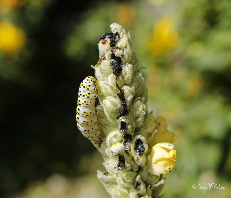 Machaon Noir Caterpillar - Larve de Papillon, également appelée ver de persil sur une Molène médicinale