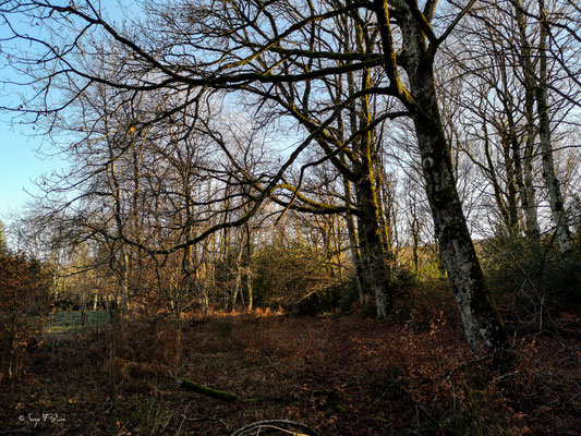 Tout en descendant jusqu'au barrage de la Bourboule par le chemin des Escures Hautes et Basses – commune de Murat-le-Quaire.
