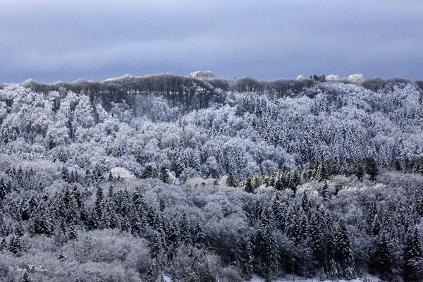 Soleil et neige sur le plateau de Charlannes - Massif du Sancy - Auvergne - France