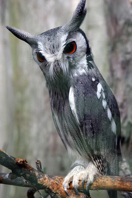 Hibou - Petit Duc