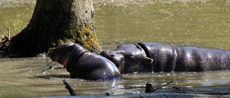 Hippopotames (la mère et son petit)