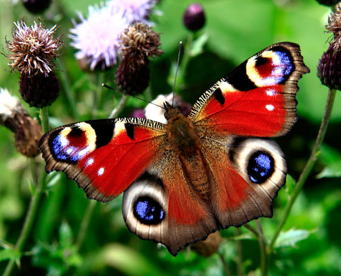 Papillon (lépidoptère) "Paon de jour" (Inachis io)