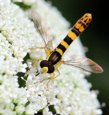 Le Syrphe porte-plume mâle (Sphaerophoria scripta)