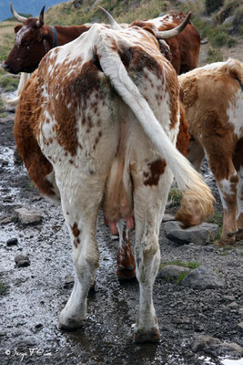 Scène pastorale (Veau sous la mère) Ferrandaise à la robe Bregniée - Massif du Sancy - Auvergne - France