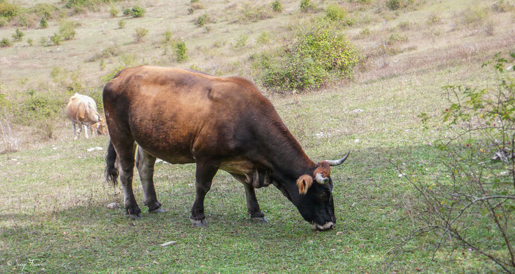 Vache Tarine (Pyrénées - France) - Sur le chemin de Compostelle