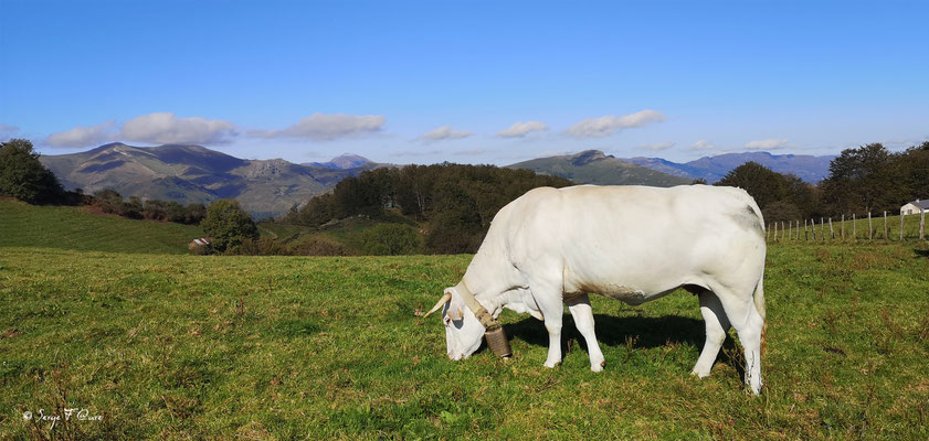 Vaches Blondes d'Aquitaine (Pyrénées) au pré (de Ostabat à St Jean Pied de Port) - France - Sur le chemin de Compostelle
