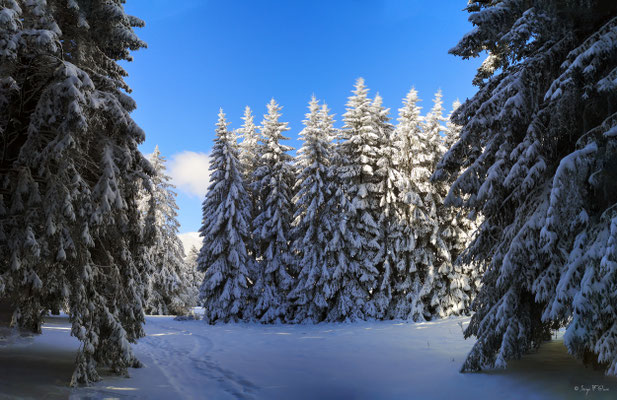A travers la forêt enneigée - Murat le Quaire - Massif du Sancy - Auvergne - France 