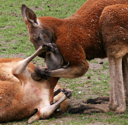 Le baiser des kangouroux