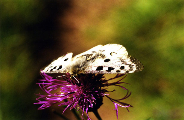 Papillon (lépidoptère) "Parnassius apollo - L'Apollon - Apollo"