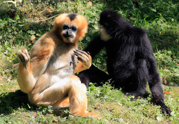 Gibbon à favoris blancs