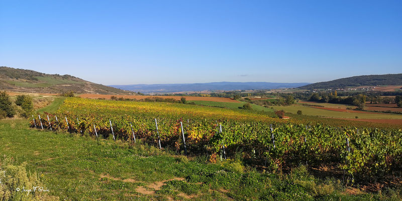 Vignes du vin de Boudes  - Puy de Dôme - Auvergne - France