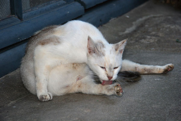 Chatte