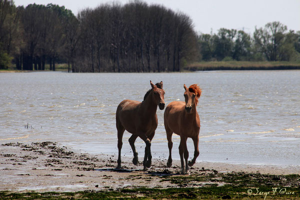 Chevaux - Nationaal Park De Biesbosch - Pays Bas - Juin 2011