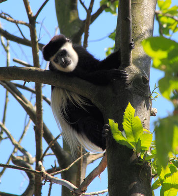 Colobe guéréza - Singe
