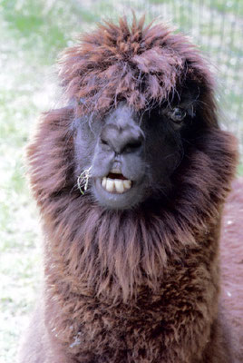 Lama