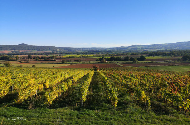 Vignes du vin de Boudes  - Puy de Dôme - Auvergne - France