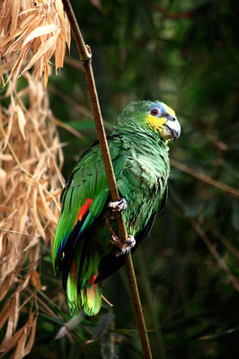 Amazone à ailes oranges