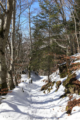 En allant vers l'Usclade - Petit hameau de Murat le Quaire - Massif du Sancy - Auvergne - France