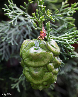 Fleur de cyprès
